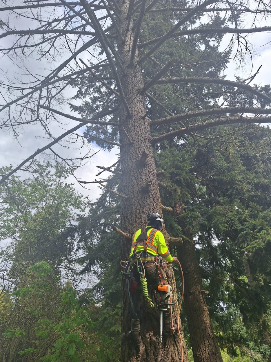 Olympic Tree Service team at work