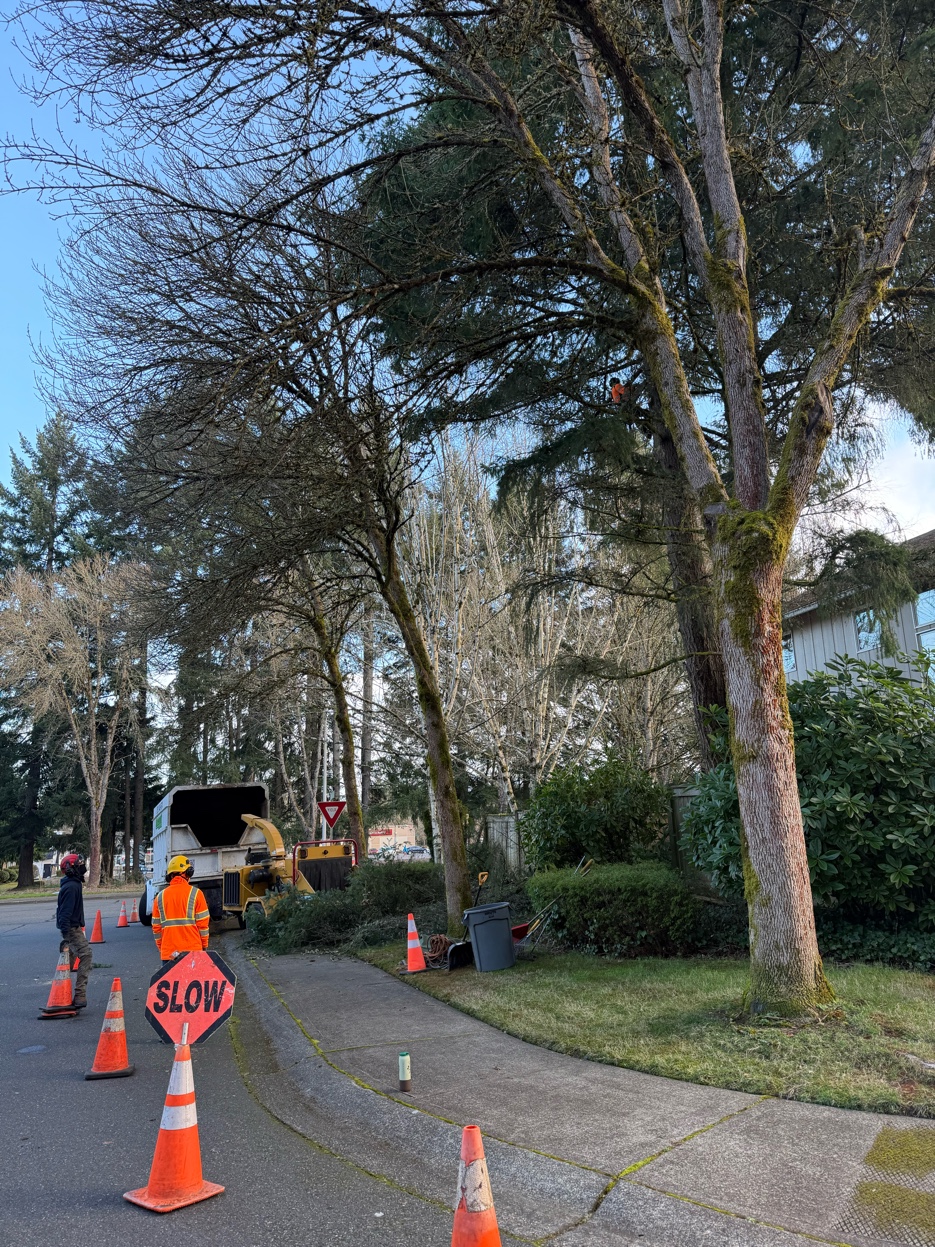 Olympic Tree Service crew on job site