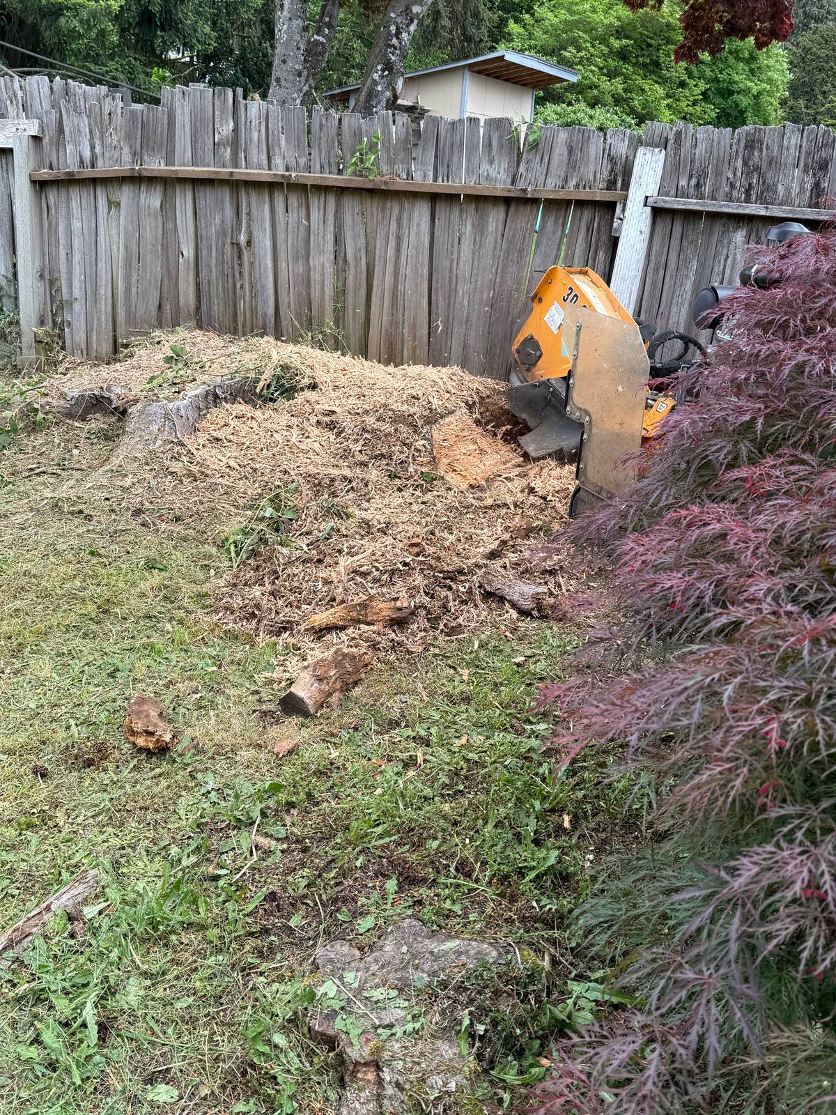 Stump grinder removing a tree stump in a fenced backyard in Olympia, WA